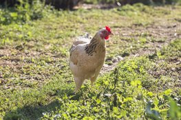 Vogelgriep vastgesteld in Oudemolen (Noord-Brabant)