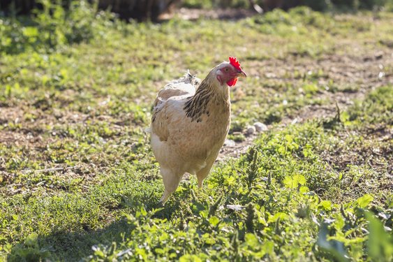Vogelgriep vastgesteld in Oudemolen (Noord-Brabant)