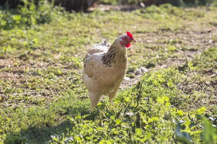 Vogelgriep vastgesteld in Oudemolen (Noord-Brabant)