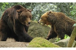 Bears in Mind: redt beren in nood