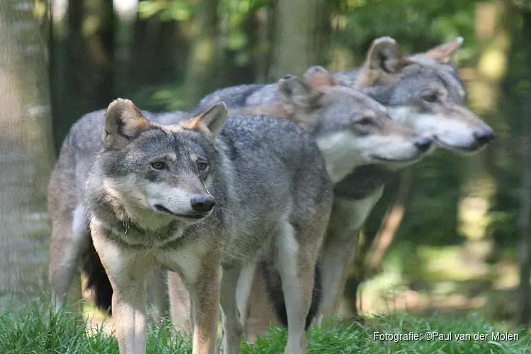 Wolf gezien in regio Midden-Brabant
