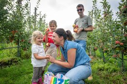 Noord-Brabantse fruittelers openen hun boomgaard: geniet van de oogst van dichtbij